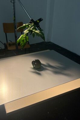 Elisa Noel Photography